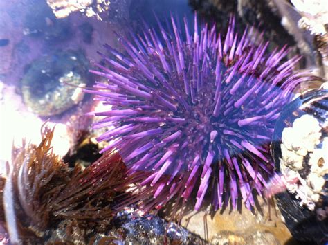 Purple Sea Urchin California Sea Grant