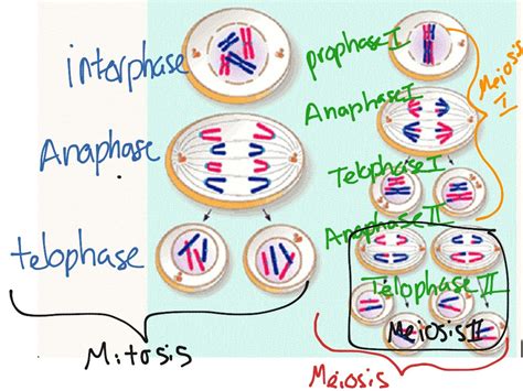 Meiosis Anna Connelly Science Biology Mitosis And Meiosis Mitosis