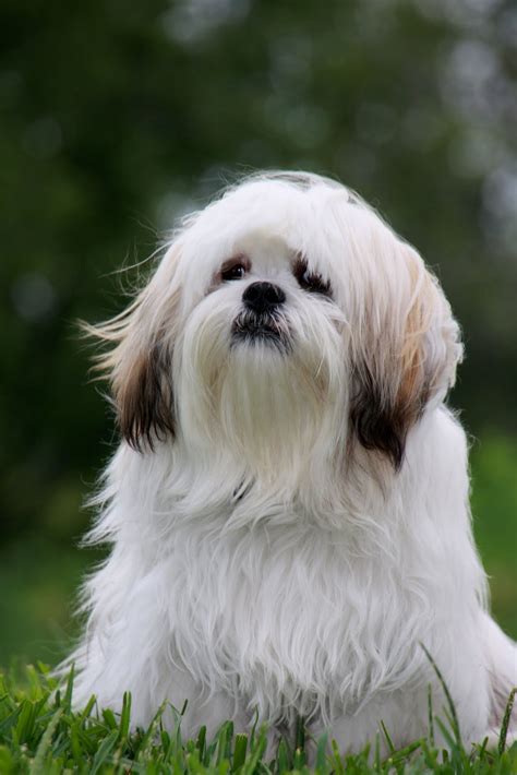 Such Good Dogs Breed Of The Month Lhasa Apso