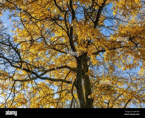 Yellow Ash Tree Hi Res Stock Photography And Images Alamy