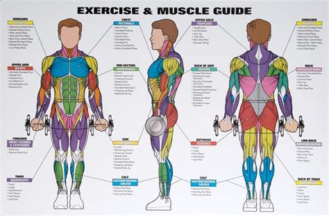 Mens Exercise And Muscle Guide Chart Spri Wc Mmg