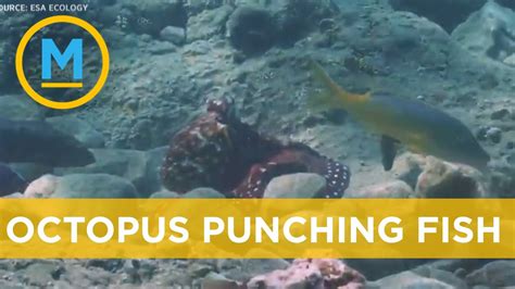 Researchers Discover Bizarre Octopus Behaviour Of Punching Fish Your
