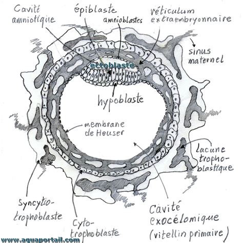 Hypoblaste Définition Et Explications Aquaportail
