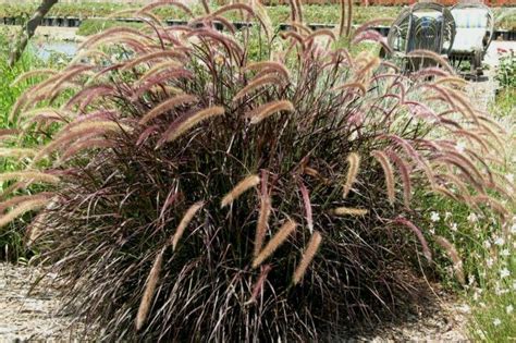 Pennisetum Setaceum Rubrum ‘dwarf Red