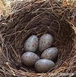 一隻鳥從築巢，生蛋，孵蛋，小鳥破殼，起飛的全過程 - 每日頭條