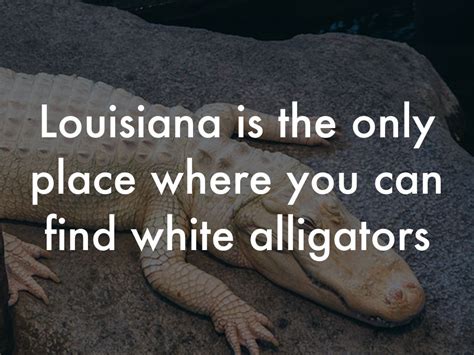 Fun Facts Of Louisiana By Tm1700