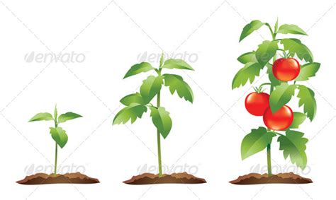 However, plants at a younger stage generally heal faster and require less. Tomato Plant Growth Stages by AboliC | GraphicRiver