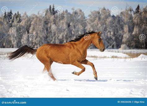 Chestnut Horse In Winter Plays Stock Photo Image Of Mane Horse 35026436
