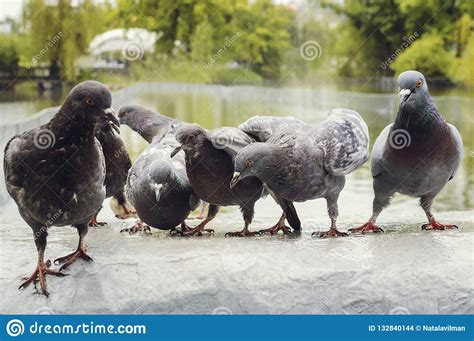 A Flock Of Pigeons In The Park In The Rain Stock Photo Image Of Color