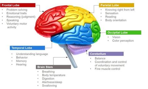 Photo Of Parts Of Brain And Its Functions For Fans Of Science Brain