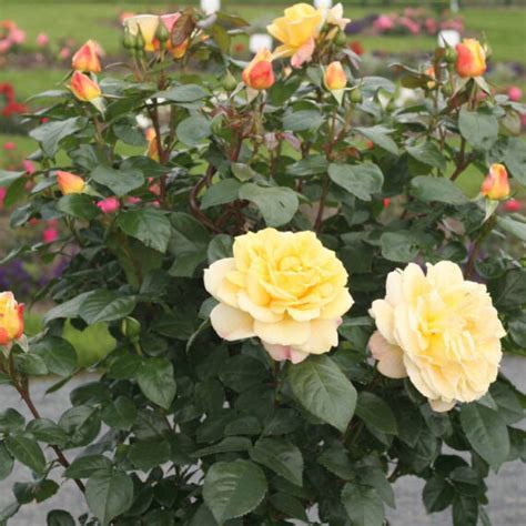 Róża Rabatowa Sunstar Róże ogrodowe Sklep Sobieszek producent