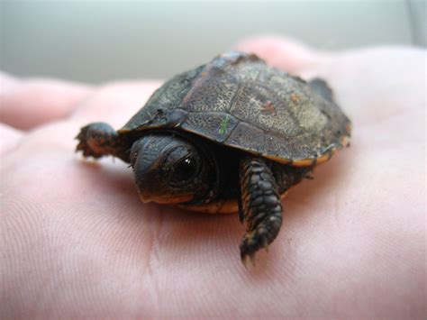 Filebaby Turtle On Hand Wikipedia
