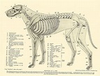 Dog anatomy, Dog skeleton, Animal skeletons