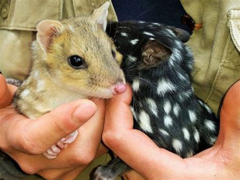 Pet Quoll Anna Blog