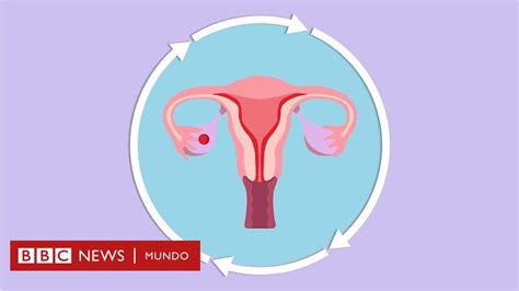 La Animación Que Te Explica Cómo Es El Ciclo Menstrual Femenino Bbc
