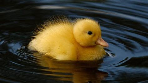Cute Duck Bébé Animaux Hd Fond Décran Aperçu