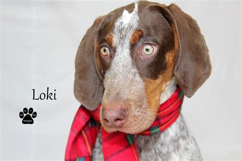 Despite the challenges of covid, pro helped save 170 pointers in 2020! Loki German Shorthaired Pointer Young - Adoption, Rescue ...