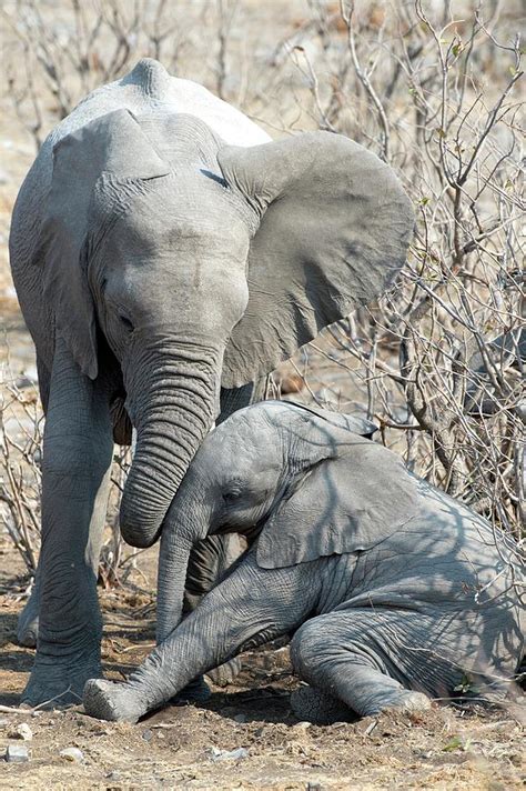 elephant affection photograph by tony camacho pixels