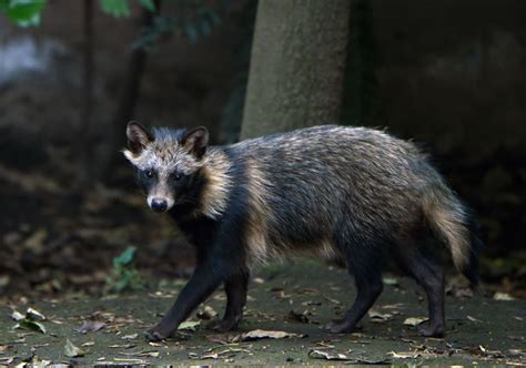 Dangerous Raccoon Dogs Spotted In Britain As Public Urged Not To