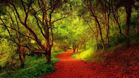 Pathway Through Autumn Wallpapers Wallpaper Cave