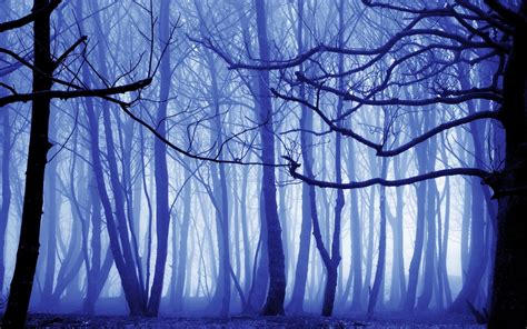 Blue Forest ~ Marvelous Nature