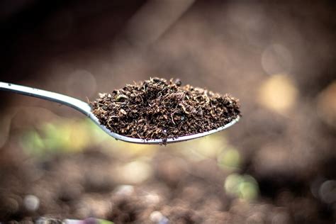 The Question Of Geophagy Why Eat Dirt Jstor Daily