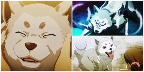 TOP 5 Cachorros Nos Animes AnimeNew