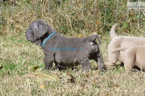 Blue Male Neapolitan Mastiff Puppy For Sale Near Springfield Missouri