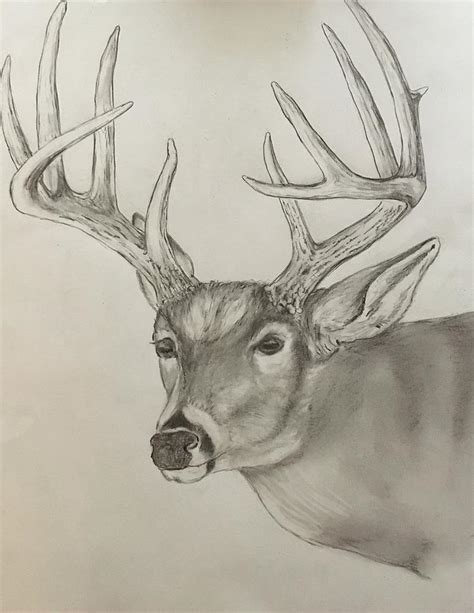 Whitetail Buck Drawing By Robert Polley Fine Art America