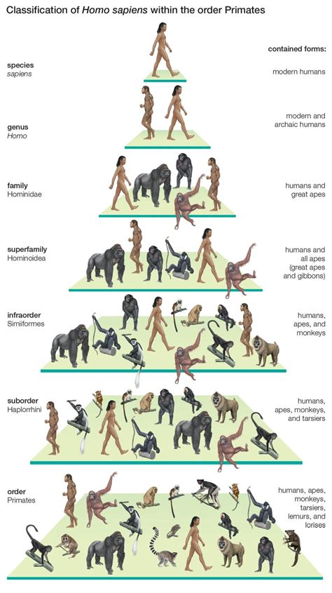 A Pyramid With Different Types Of Animals And People On It All Labeled