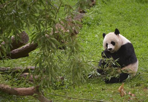 Giant Panda Mei Xiang Gives Birth To Twins At Washingtons National Zoo