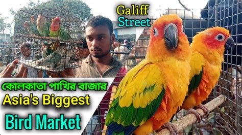 Kolkata Bird Market At Galiff Street Visit And Price Update 230220 The