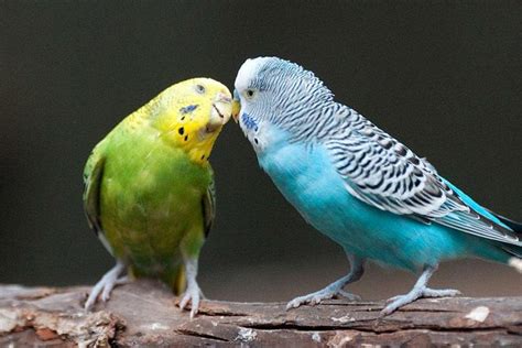 Australian Parakeets Awe Inspiring Feathered Gems