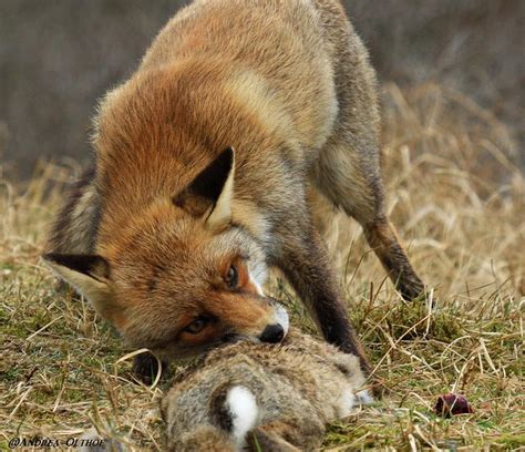 Fox food intake and hunting. Do Foxes Eat Cats | Facts about Fox's Diet