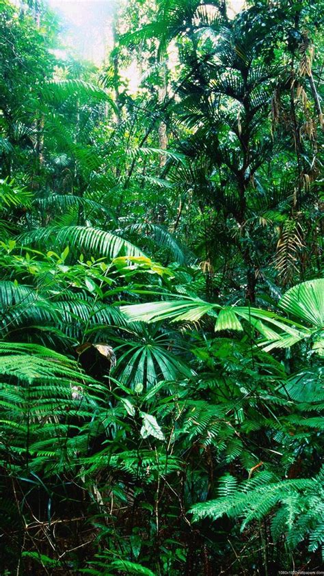 Download 75 Iphone Wallpaper 4k Jungle Foto Viral Postsid