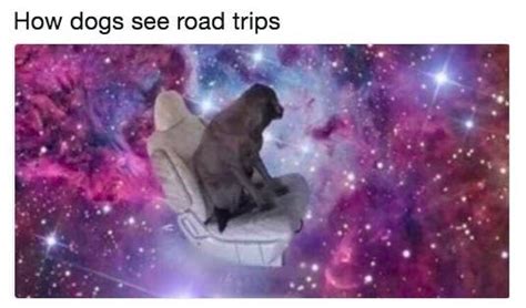 19 Memes To Show Your Dog Even Though They Cant Understand Them Arm