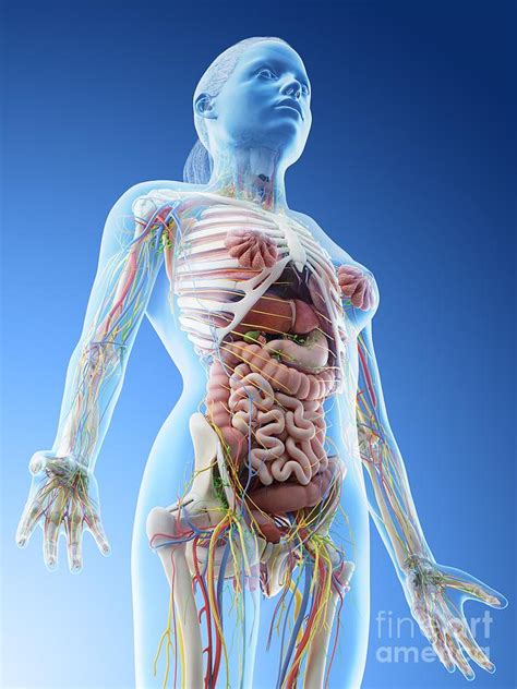 Female Upper Body Anatomy Photograph By Sebastian Kaulitzki Science