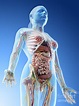 Female Upper Body Anatomy Photograph by Sebastian Kaulitzki/science ...