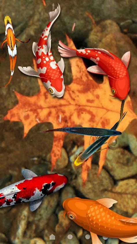 Koi Fish Wallpaper 3d Water Fish Screensaver 3d For