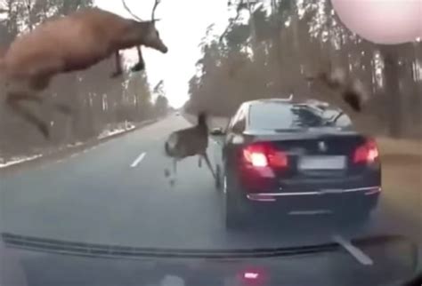 Watch This Car Gets Caught In Sudden Deer Stampede On Michigan Road The News Beyond Detroit