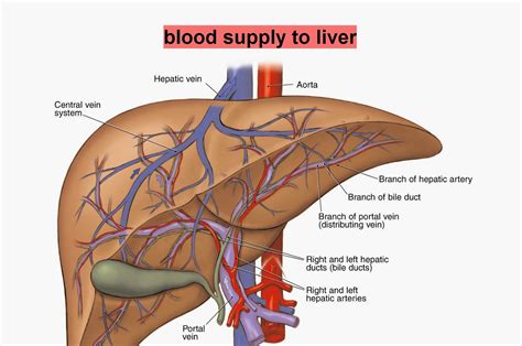 In this video i will draw human liver.the liver is an organ only found in vertebrates which detoxifies various metabolites,synthesizes protines and. Biology Diagrams,Images,Pictures of Human anatomy and ...