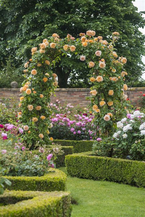 Old English Garden Promise Of Rose Gardens Oldenglish Garden