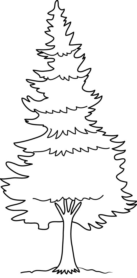 Pine Tree Coloring Page Free Clip Art