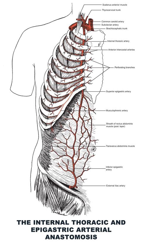 The Internal Thoracic And Epigastric Arterial Anastomosis Anatomy