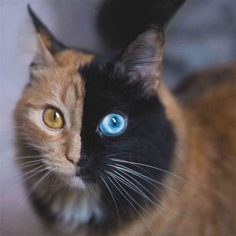 A Beautiful Tortoiseshell Cat Whose Adorable Face Is Divided In Half By