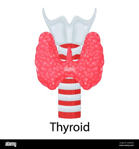 Thyroid Goiter Stock Vector Images Alamy