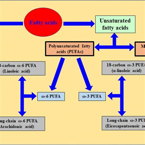 Types Of Pufa And Their Key Functions Modified After Lee Et Al 1