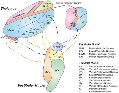 Frontiers Vestibular Interactions In The Thalamus