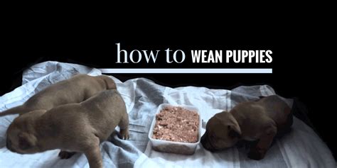 When can puppies eat dry food. Weaning Puppies — When Do Puppies Start Eating Solid Foods?