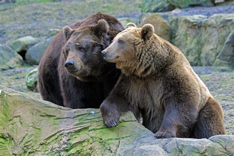 Zwei Bären Foto And Bild Tiere Zoo Wildpark And Falknerei Säugetiere